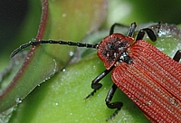 Orangefarbener Feuerkäfer, Schizotus pectinicornis.