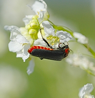 Gemeiner Weichkäfer, Cantharis fusca.