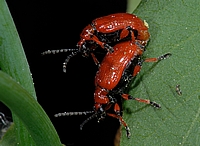 Maiglöckchenhähnchen, Lilioceris merdigera.