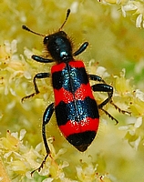 Gemeiner Bienenkäfer, Trichodes apiarius.