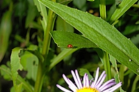 Flohkäfer, Sphaeroderma rubidum.