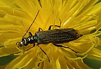 Graugrüner Schenkelkäfer, Oedemera virescens.