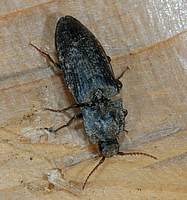 Mausgrauer Schnellkäfer, Adelocera murina.