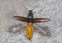 Rotbauchiger Laubschnellkäfer, Althous haemorrhoidalis.