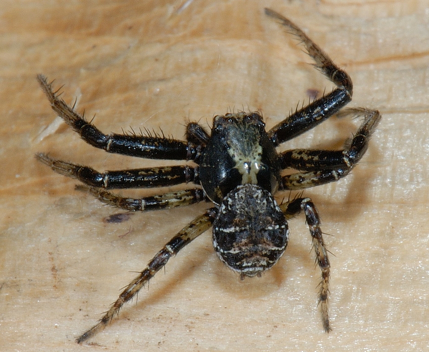 Krabbenspinne, Xysticus cf audax, Draufsicht, Makro.jpg