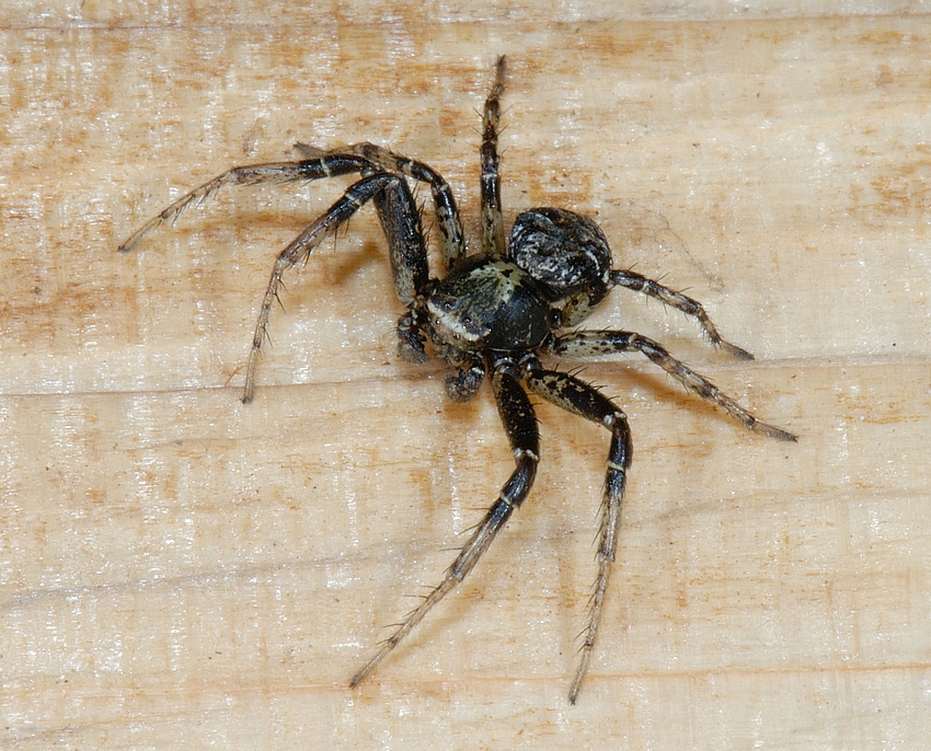 Krabbenspinne, Xysticus cf audax, leicht von vorne.jpg