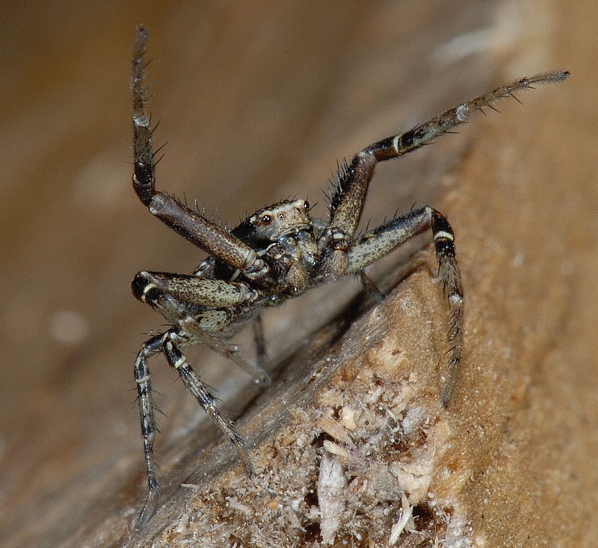 Krabbenspinne, Xysticus cf audax, von vorne, Abwehrstellung.jpg