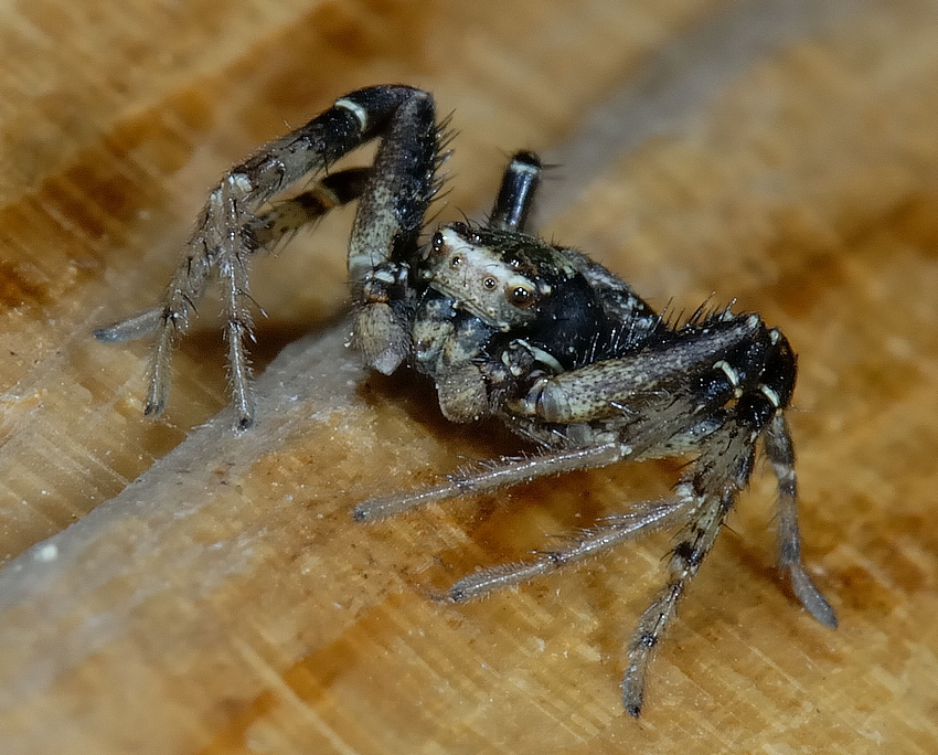 Krabbenspinne, Xysticus cf audax, Vorderansicht, Makro.jpg