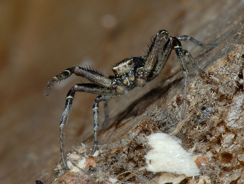 Krabbenspinne, Xysticus cf audax, Vorderseite.jpg