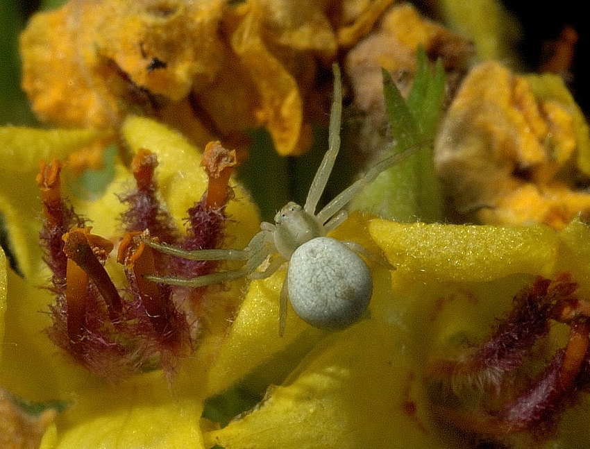 Veränderlichen Krabbenspinne, Misumena vatia, Draufsicht.jpg