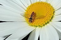 Gemeine Winterschwebfliege, Episyrphus balteatus.