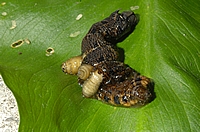 Maden der Igelfliege, Echinomyia fera an der Raupe des Mittleren Weinschwärmers.