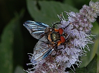 Wanzenfliege, Phasia hemiptera, Männchen.