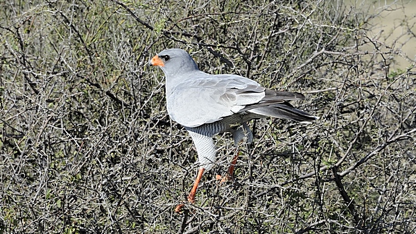 Weißbürzel-Singhabicht, Melierax poliopterus.