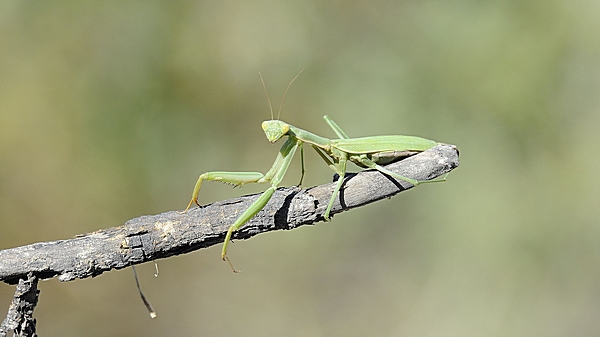 Gottesanbeterin, Mantoidinae sp.