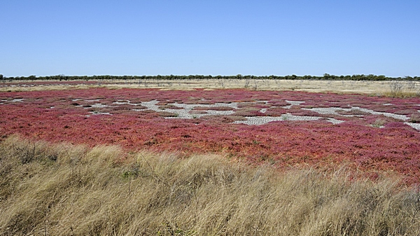 Rote Melde, Atriplex hortensis cf.