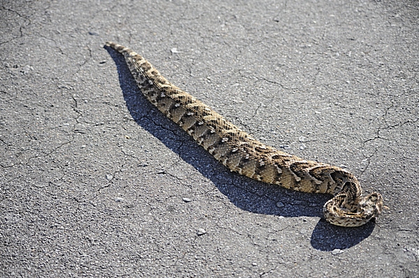 Puffotter, Bitis arietans.