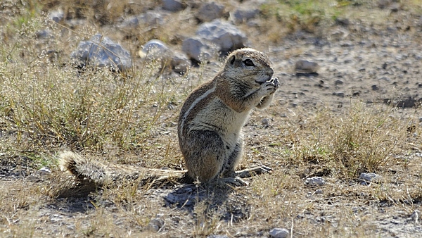 Echte Erdhörnchen, Marmotini.