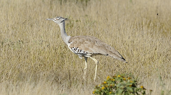 Riesentrappe, Ardeotis kori.