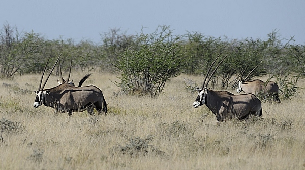 Oryxantilopen.