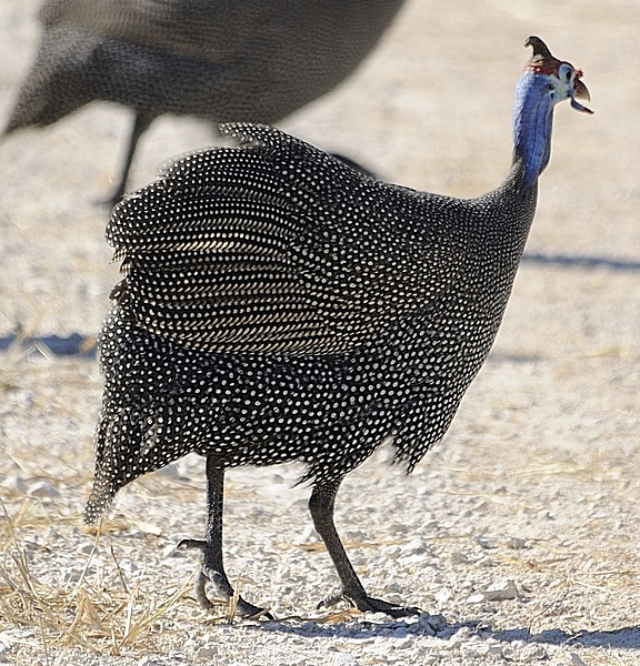 Helmperlhuhn, Numida meleagris.