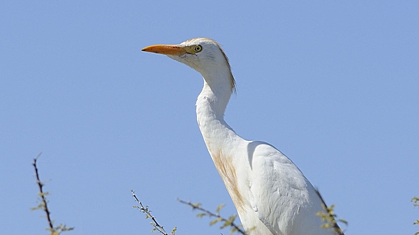 Kuhreiher, Bubulcus ibis.