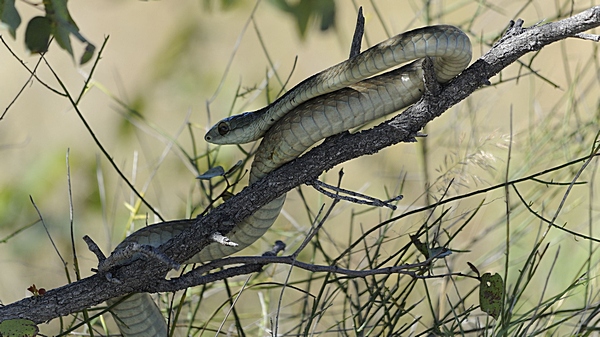 Schwarze Mamba, Dendroaspis polylepis.