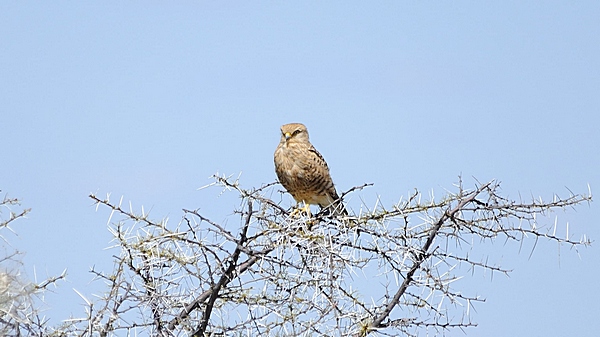 Steppenfalke, Falco rupicoloides.