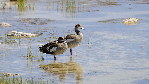 Nilgans, Alopochen aegyptiacus.