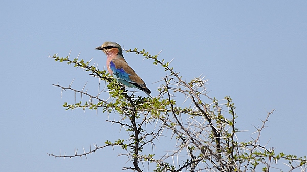 Gabelracke, Coracias caudata.