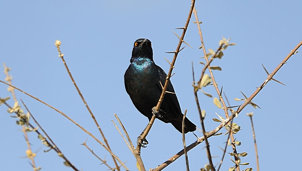 Rotschulterglanzstar, Lamprotornis nitens.