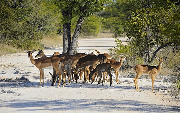 Schwarzgesicht-Impala, Aepyceros melampus petersi.