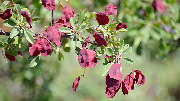 Blutfruchtbaum, Terminalia prunioides.