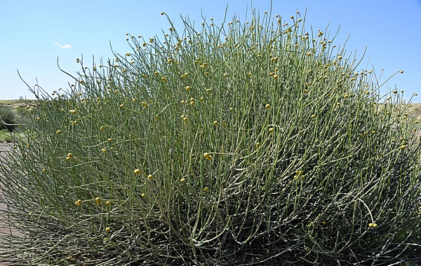 Besenwolfsmilch, Euphorbia damarana.