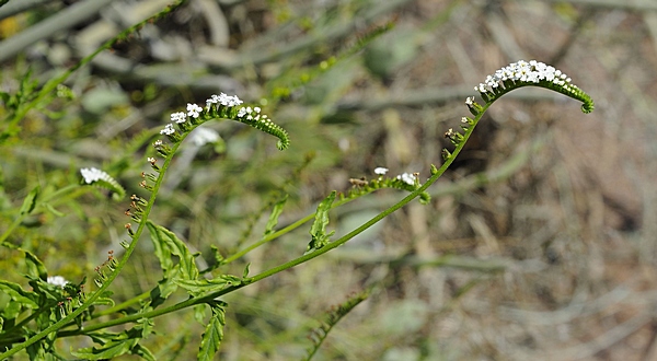 Heliotropium sp.