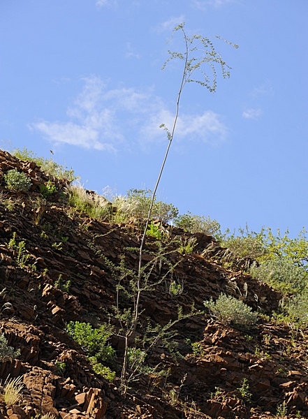 Antennenakazie, Acacia robynsiana.