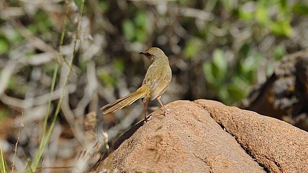 Brustbandprinie, Prinia flavicans im Schlichtkleid.