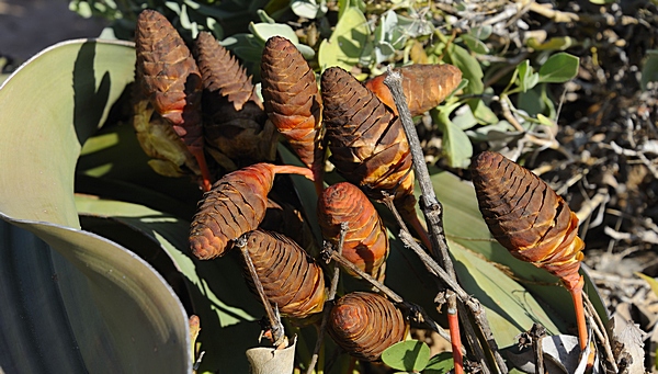 Weibliche Zapfen der Welwitschia mirabilis.