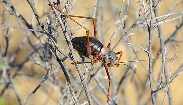 Grille, Tettigoniidae sp.