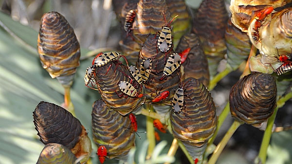 Welwitschiawanze  und Larven, Probergrothius sexpunctatis.