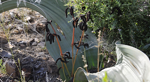 Welwitschia mirabilis, männliche Zapfen.