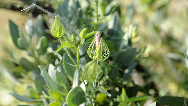 Pavonie, Pavonia clathrata.