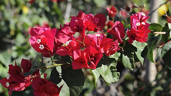 Bougainvillea, Bougainville, Drillingsblume.