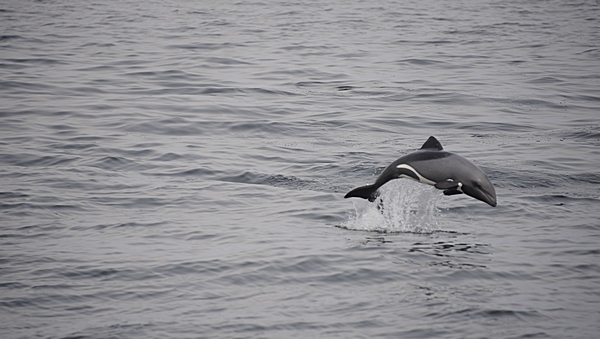 Heaviside-Delfin, Cephalorhynchus heavisidii.