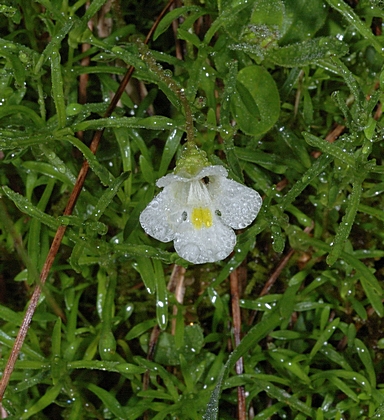 Alpenfettkraut, Pinguicula alpina.