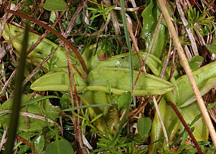 Alpenfettkraut, Pinguicula alpina, Blätter.