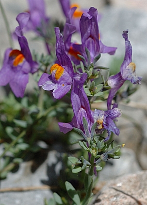 Alpen-Leinkraut, Linaria alpina.