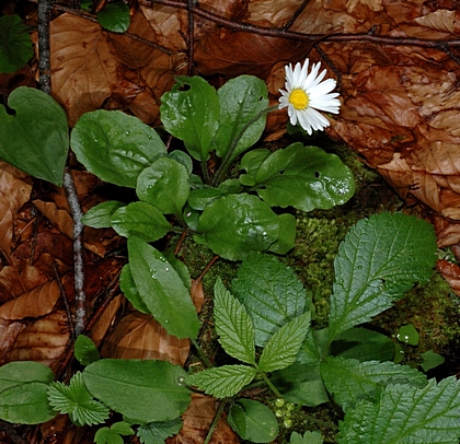 Alpen-Maßliebchen, Aster bellidiastrum.