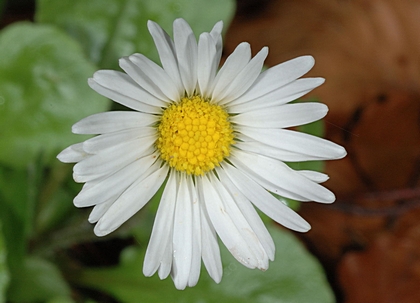 Alpen-Maßliebchen, Aster bellidiastrum.