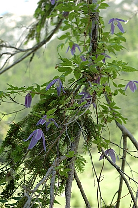 Alpen-Waldrebe, Clematis alpina.